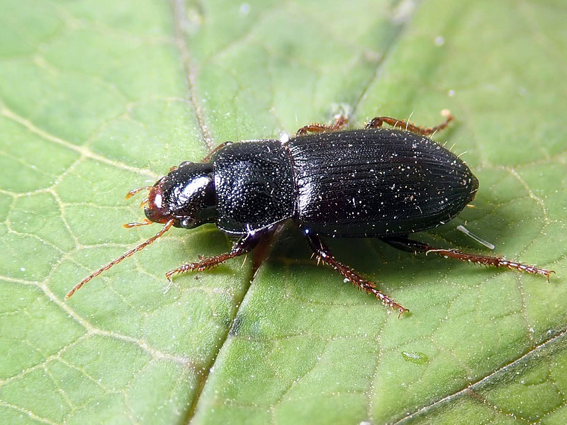 Carabidae: Ophonus azureus o cribricollis? cribricollis